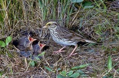 Savanna sparrow (Passerculus sandwichensis) by California DFW is licensed under CC BY 2.0.